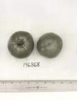 Click for 1 image(s) for this accession. FRUIT